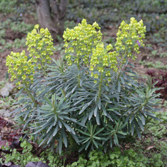 Euphorbia characias wulfenii: Bild 10/13