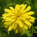 Rudbeckia laciniata 'Goldquelle' - Sonnenhut