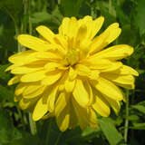 Rudbeckia laciniata 'Goldquelle' - Sonnenhut