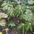 Podophyllum hexandrum: Bild 2/3
