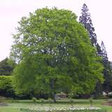 Fagus sylvatica - Heimische Buche