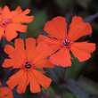 Lychnis arkwrightii: Bild 2/2