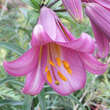 Lilium 'Pink Perfection': Bild 1/3