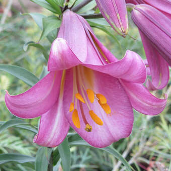 Lilium 'Pink Perfection'