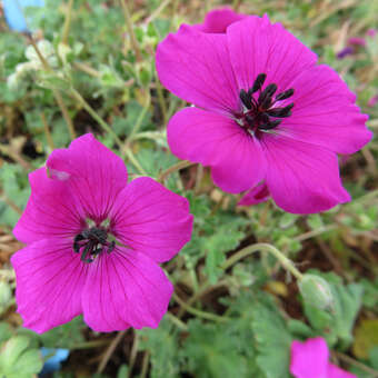 Geranium cinereum 'Signal'