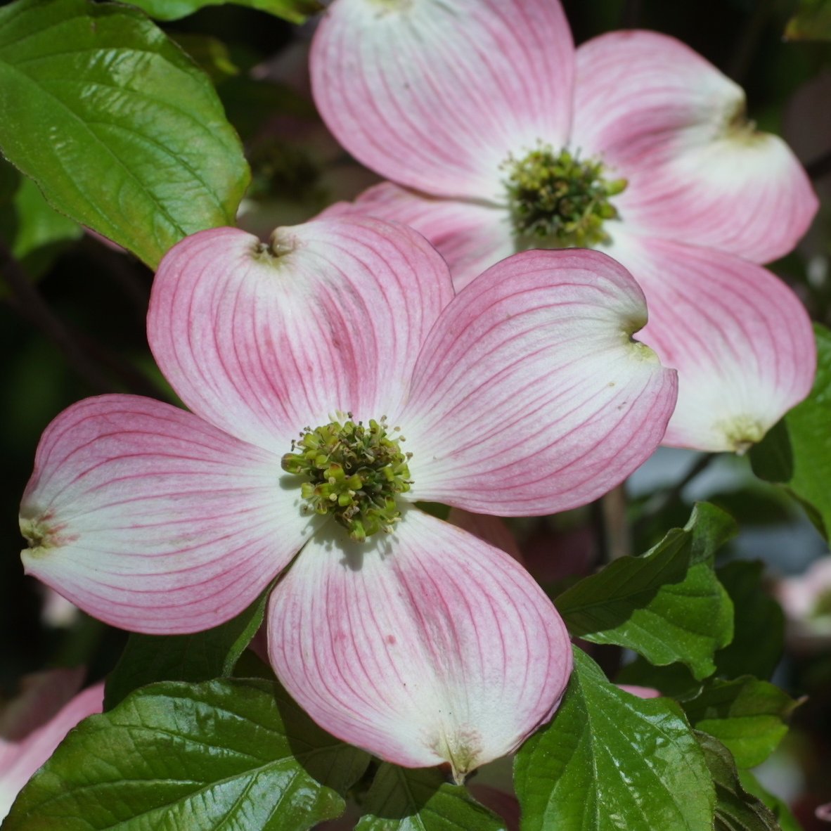 Roter Blumenhartriegel Cornus florida rubra rosa