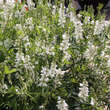 Galega officinalis: Bild 1/1