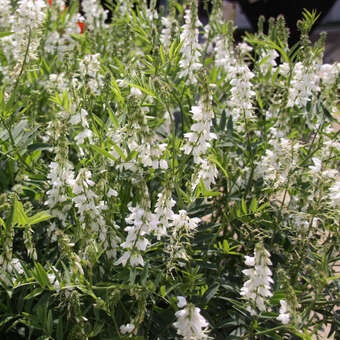 Galega officinalis