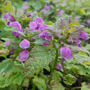 Lamium maculatum 'Roseum' - Taubnessel