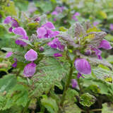 Lamium maculatum 'Roseum' - Taubnessel