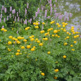 Trollius europaeus - Heimische Trollblume