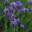 Iris sibirica 'Teal Velvet': Bild 1/1