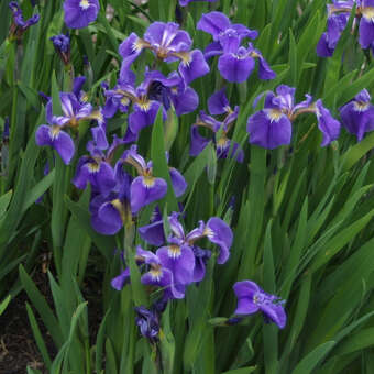 Iris sibirica 'Teal Velvet'