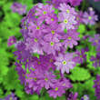 Primula saxatilis: Bild 1/1