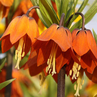 Fritillaria imperialis 'Aurora'