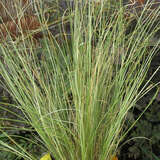 Carex buchananii 'Green Twist' - Fuchsrote Segge