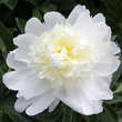 Paeonia lactifl. 'Charles White': Bild 1/1