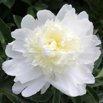 Paeonia lactifl. 'Charles White'