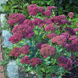 Sedum 'Herbstfreude' - Fetthenne