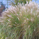 Miscanthus sinensis 'Silberspinne' - Chinaschilf