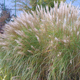 Miscanthus sinensis 'Silberspinne'