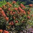 Euphorbia griffithii 'Fireglow': Bild 4/6