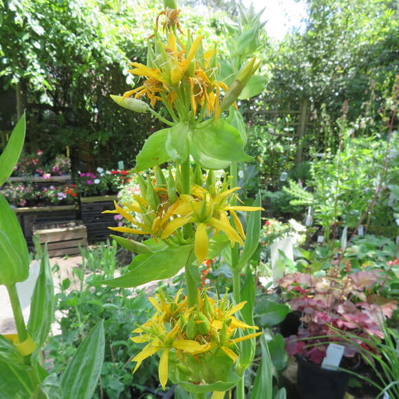Gentiana lutea: Bild 4/4 Gentiana lutea: Bild 4/4