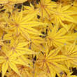 Acer palmatum 'Ki-hachijo': Bild 5/5