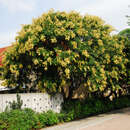Koelreuteria paniculata - Blasenbaum