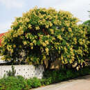 Koelreuteria paniculata - Blasenbaum
