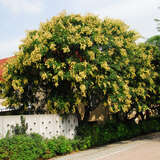 Koelreuteria paniculata - Blasenbaum