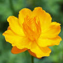 Trollius chinensis 'Golden Queen' - Trollblume