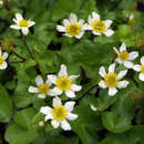 Caltha palustris 'Alba' - Weiße Sumpfdotterblume