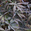 Acer palmatum 'Burgundy Lace': Bild 1/3