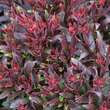 Gaura lindheimeri 'Crimson Butterflies': Bild 3/4