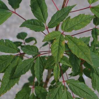 Acer mandschuricum