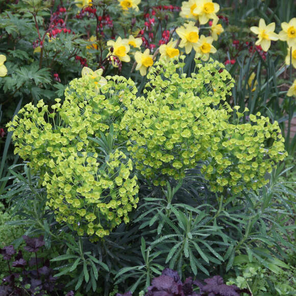 Euphorbia characias wulfenii: Bild 3/13