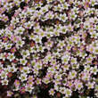 Saxifraga arendsii 'Pixie': Bild 1/3