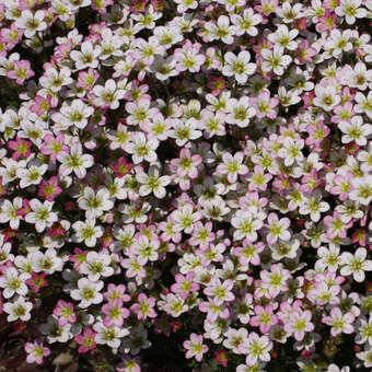 Saxifraga arendsii 'Pixie'