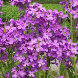 Hesperis matronalis - Nachtviole