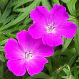 Geranium sanguineum - Blutroter Storchschnabel