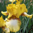 Iris germanica 'Panocha': Bild 2/2