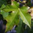 Acer 'Pacific Sunset': Bild 1/6