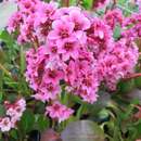 Bergenia 'Pink Dragonfly' - Riesensteinbrech