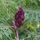 Rhus typhina 'Dissecta' - Essigbaum