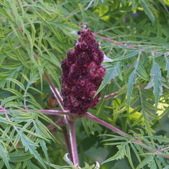 Rhus typhina 'Dissecta': Bild 1/5 Rhus typhina 'Dissecta': Bild 1/5