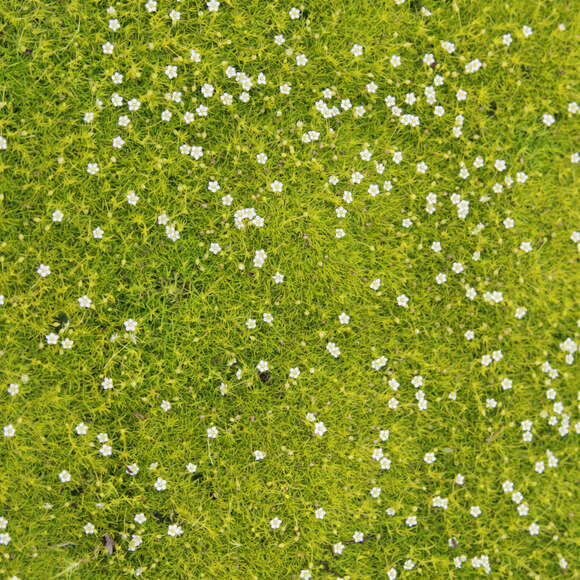Sagina subulata 'Lime Moss': Bild 3/5 Sagina subulata 'Lime Moss': Bild 3/5