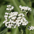 Parthenium integrifolium: Bild 4/5