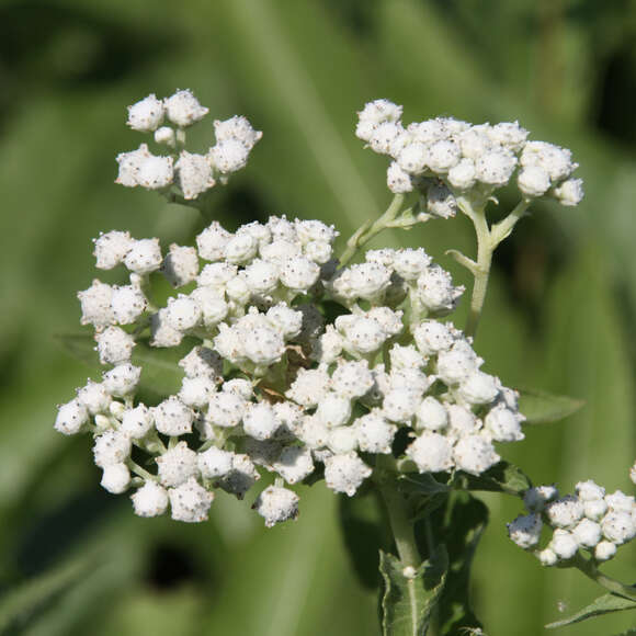 Parthenium integrifolium: Bild 4/5