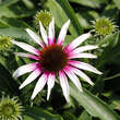 Echinacea purpurea 'Fountain Pink Eye': Bild 1/2